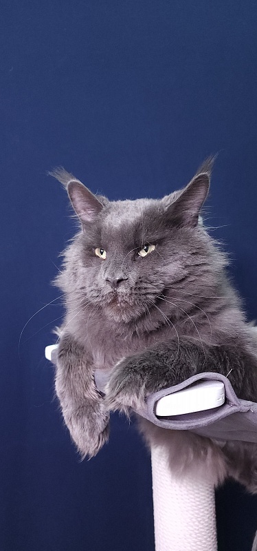 Gatos Akbars - Adult maine-coon 1 year 3 months 1 week