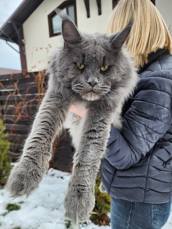Gatos Akbars - Adult maine-coon 1 year 3 months 3 weeks