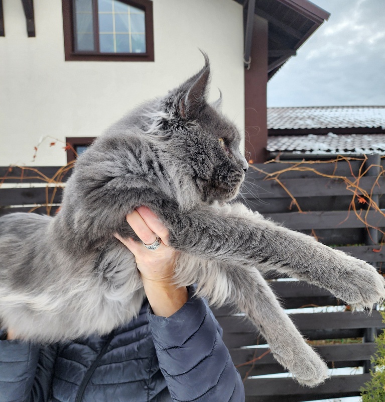Gatos Akbars - Adult maine-coon 1 year 3 months 3 weeks