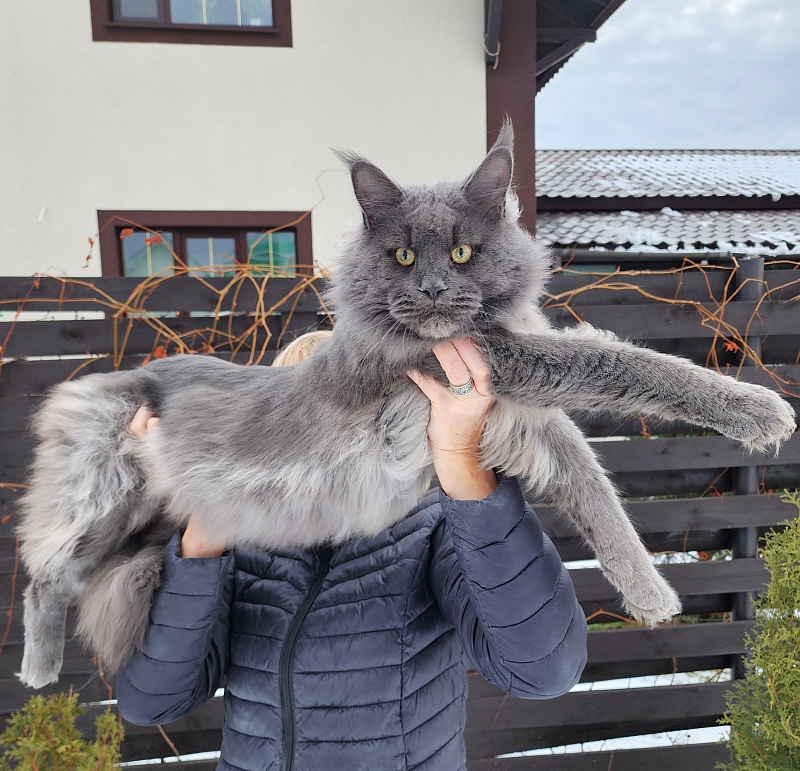 Gatos Akbars - Adult maine-coon 1 year 3 months 3 weeks