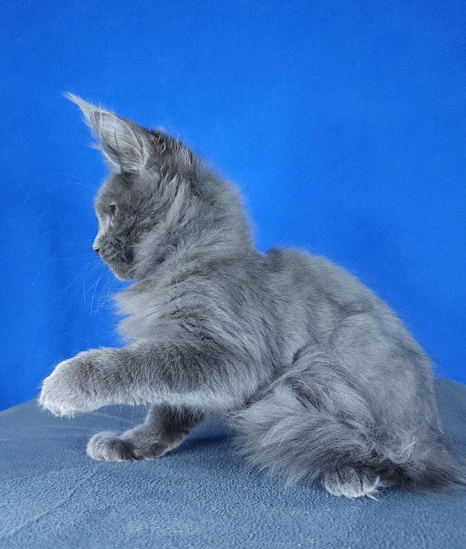 Gatos Akbars - Kitten maine-coon 2 months 3 weeks
