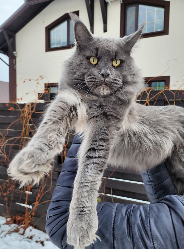 Gatos Akbars - Adult maine-coon 1 year 3 months 3 weeks