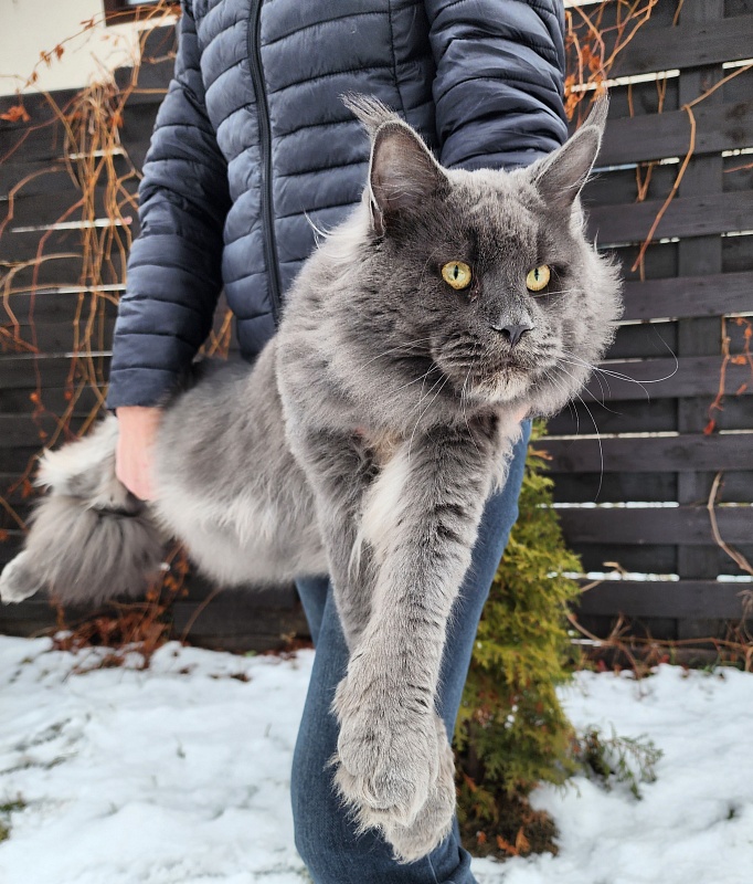 Gatos Akbars - Adult maine-coon 1 year 3 months 3 weeks