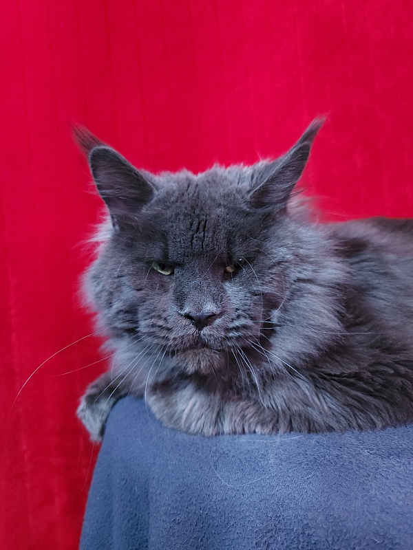 Gatos Akbars - Adult maine-coon 1 year 3 months 3 weeks