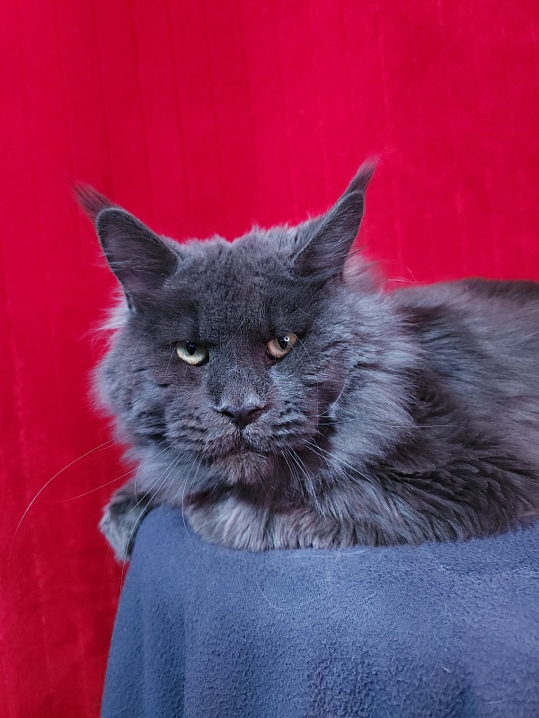 Gatos Akbars - Adult maine-coon 1 year 3 months 3 weeks