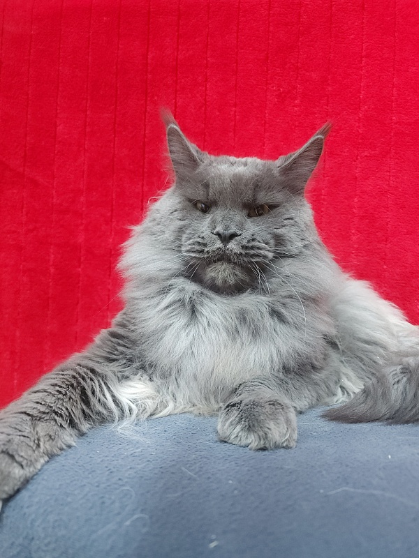 Gatos Akbars - Adult maine-coon 1 year 4 months 1 week