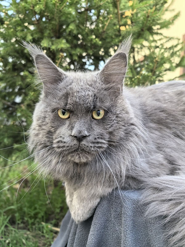 Gatos Akbars - Adult maine-coon 1 year 8 months 3 weeks