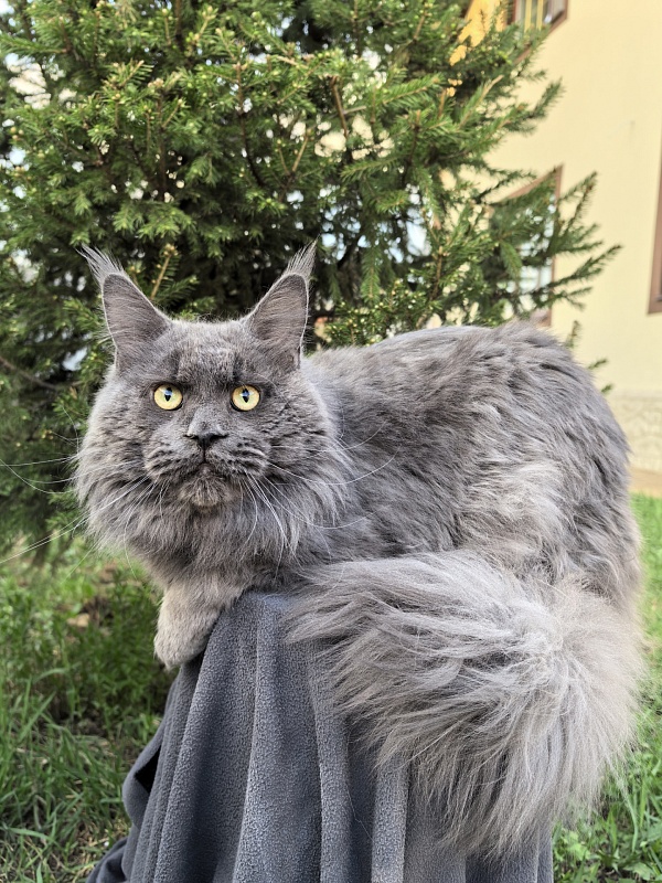 Gatos Akbars - Adult maine-coon 1 year 8 months 3 weeks