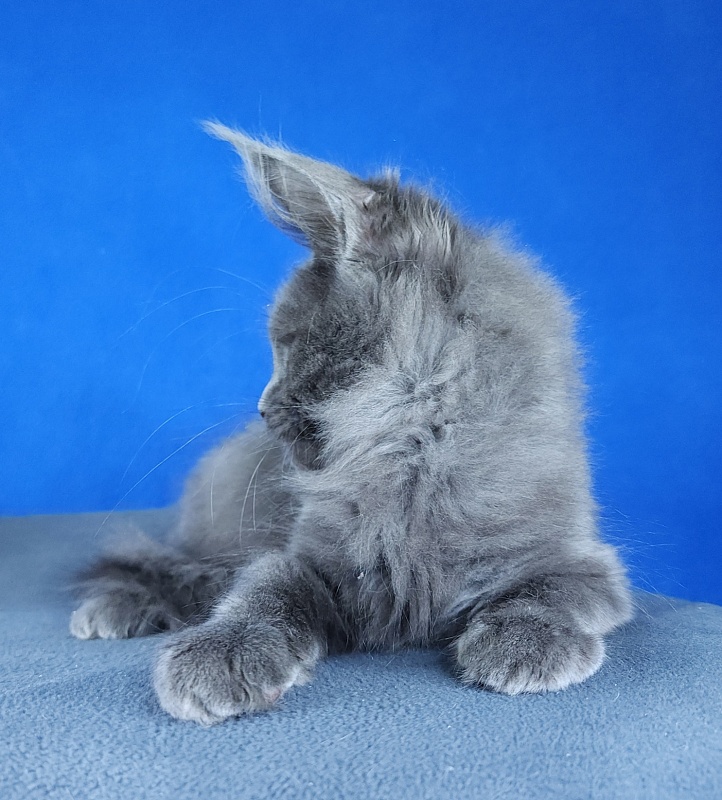 Gatos Akbars - Kitten maine-coon 2 months 3 weeks