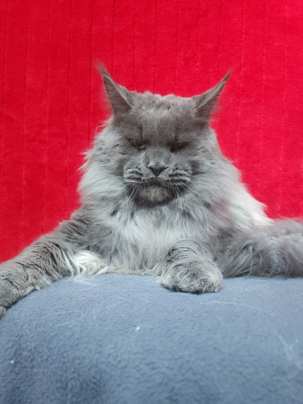 Gatos Akbars - Adult maine-coon 1 year 4 months 1 week