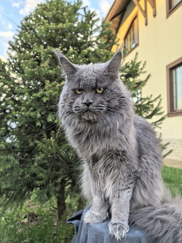 Gatos Akbars - Adult maine-coon 1 year 8 months 3 weeks