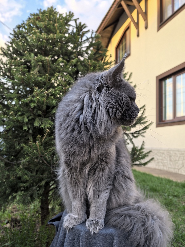 Gatos Akbars - Adult maine-coon 1 year 8 months 3 weeks