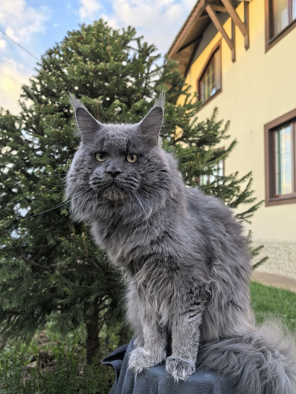 Gatos Akbars - Adult maine-coon 1 year 8 months 3 weeks