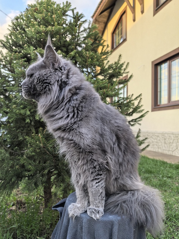 Gatos Akbars - Adult maine-coon 1 year 8 months 3 weeks