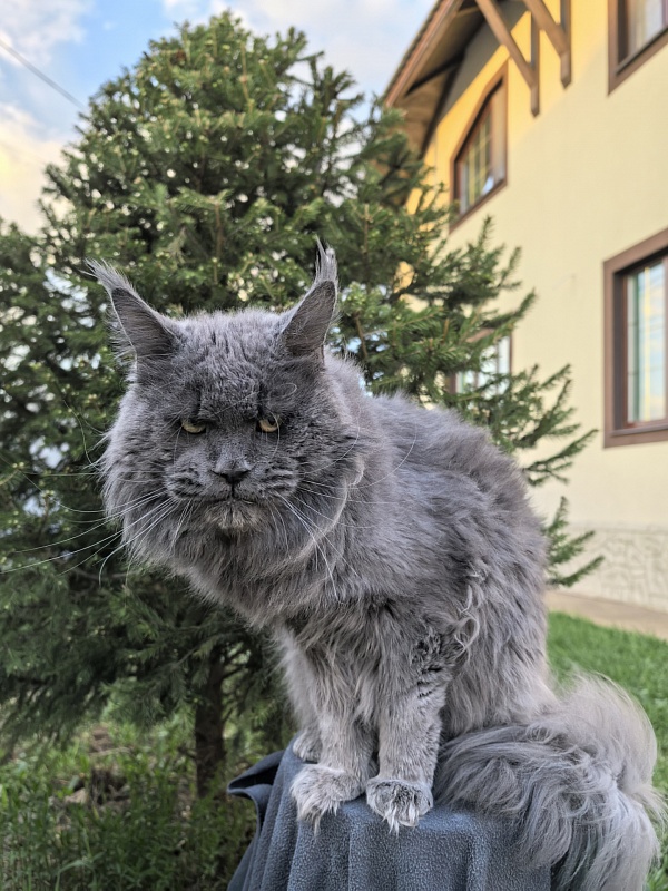 Gatos Akbars - Adult maine-coon 1 year 8 months 3 weeks