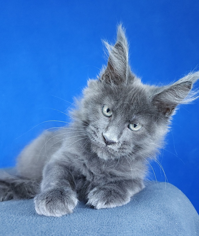 Gatos Akbars - Kitten maine-coon 2 months 3 weeks