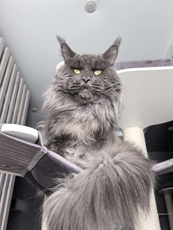 Gatos Akbars - Adult maine-coon 2.5 years 2.5 weeks