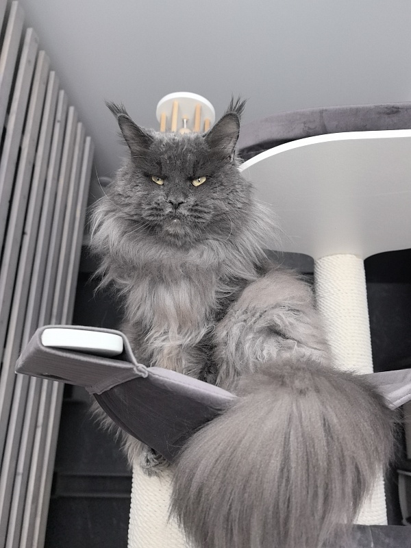Gatos Akbars - Adult maine-coon 2.5 years 2.5 weeks