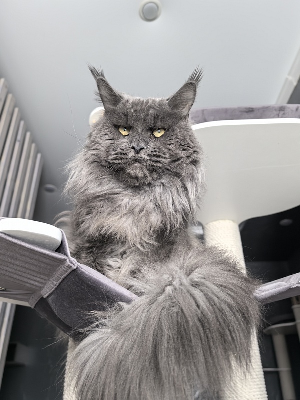 Gatos Akbars - Adult maine-coon 2.5 years 2.5 weeks