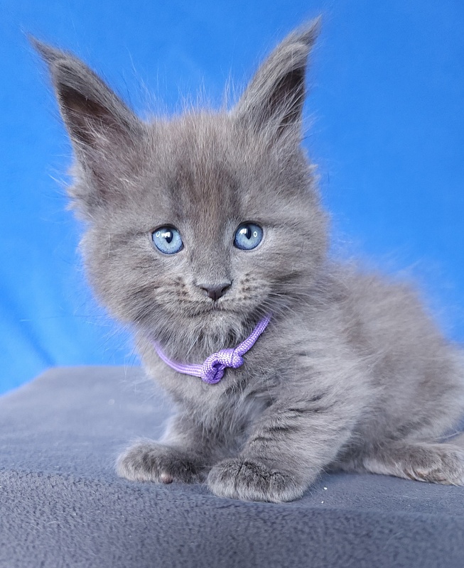 Gadget Akbars - Kitten maine-coon 1 month