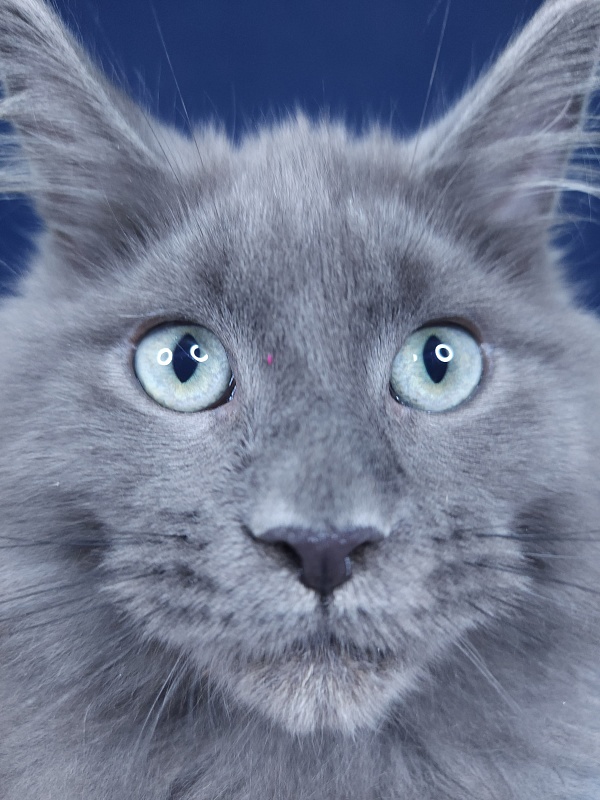 Gadget Akbars - Kitten maine-coon 4 months 1.5 week