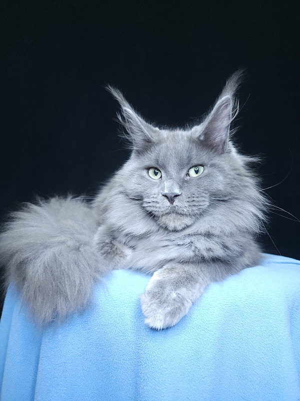 Gadget Akbars - Kitten maine-coon 6 months 3.5 weeks