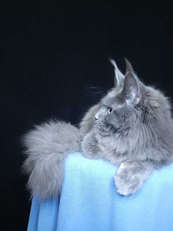 Gadget Akbars - Kitten maine-coon 6 months 3.5 weeks