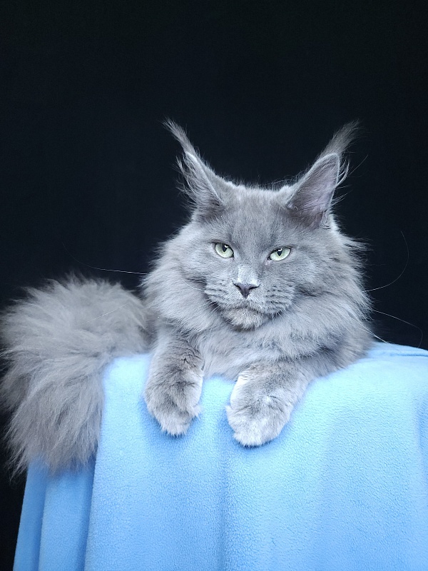 Gadget Akbars - Kitten maine-coon 6 months 3.5 weeks