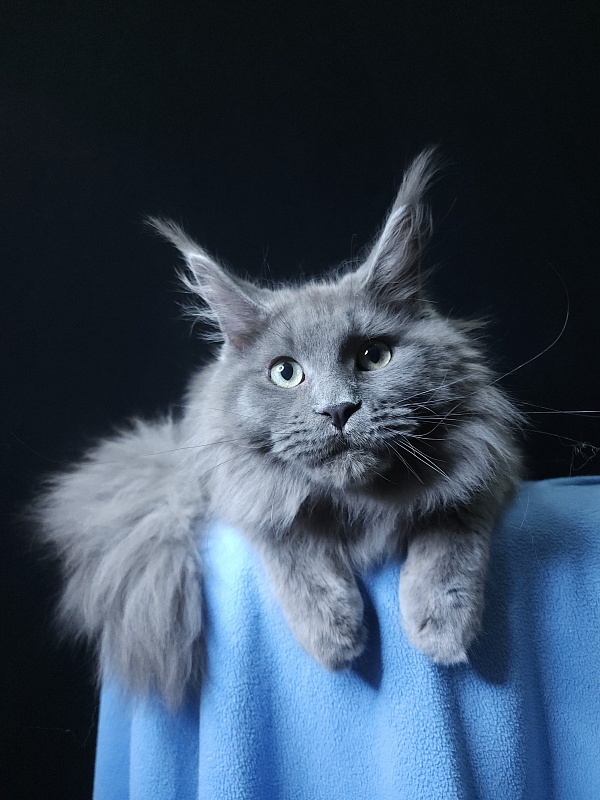 Gadget Akbars - Kitten maine-coon 6 months 3.5 weeks