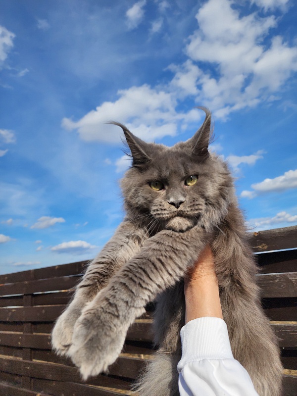 Gadget Akbars - Junior maine-coon 8 months 1 week