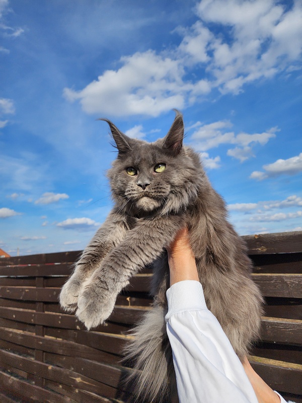 Gadget Akbars - Junior maine-coon 8 months 1 week