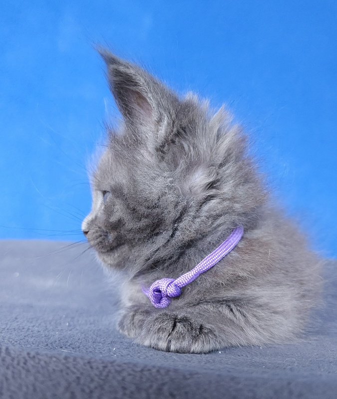 Gadget Akbars - Kitten maine-coon 1 month