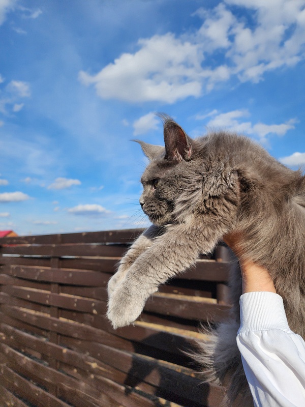 Gadget Akbars - Junior maine-coon 8 months 1 week