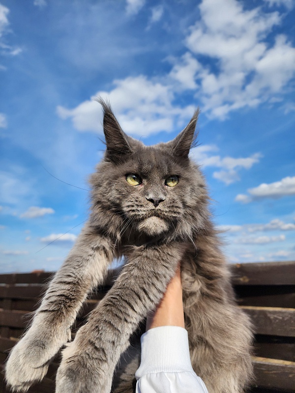 Gadget Akbars - Junior maine-coon 8 months 1 week