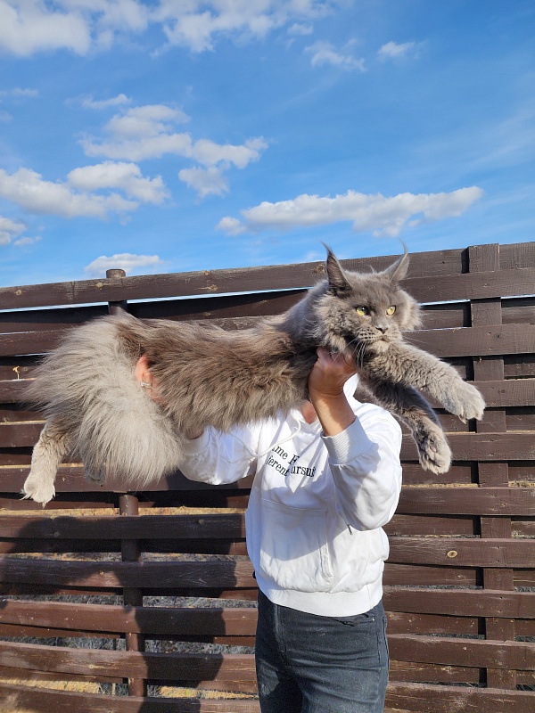 Gadget Akbars - Junior maine-coon 8 months 1 week