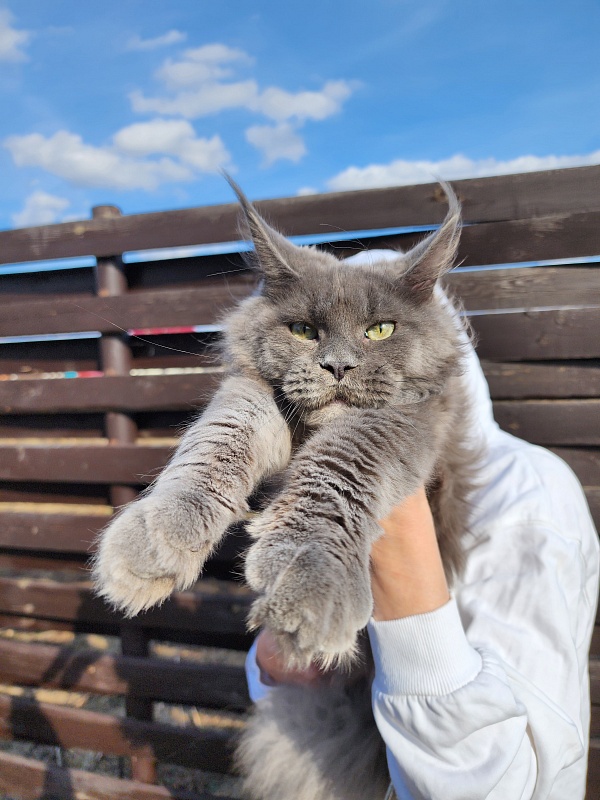 Gadget Akbars - Junior maine-coon 8 months 1 week
