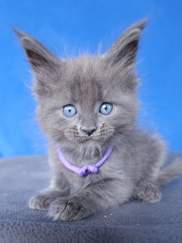 Gadget Akbars - Kitten maine-coon 1 month