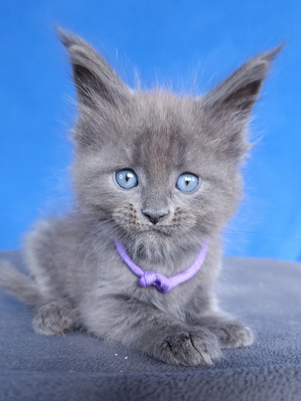 Gadget Akbars - Kitten maine-coon 1 month