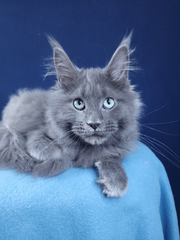 Gadget Akbars - Kitten maine-coon 4 months 1.5 week