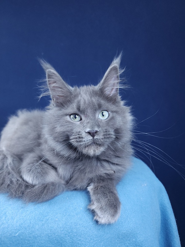 Gadget Akbars - Kitten maine-coon 4 months 1.5 week