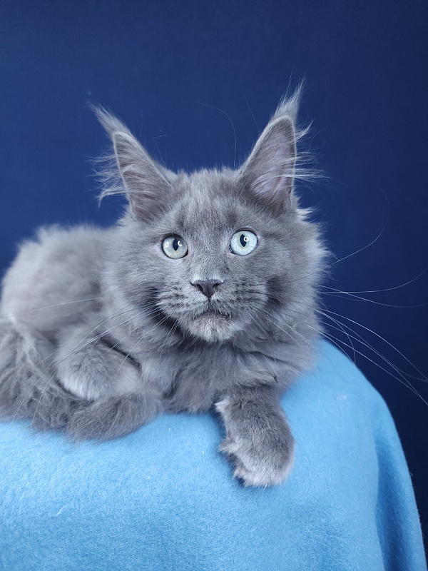 Gadget Akbars - Kitten maine-coon 4 months 1.5 week