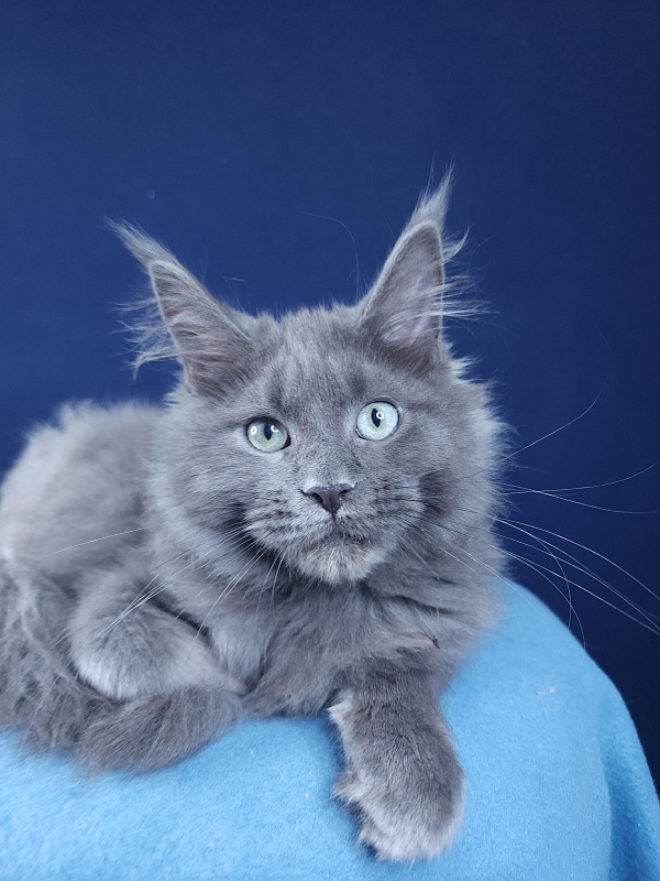 Gadget Akbars - Kitten maine-coon 4 months 1.5 week