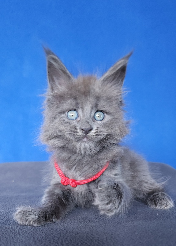 Ganya  Akbars - Kitten maine-coon 1 month