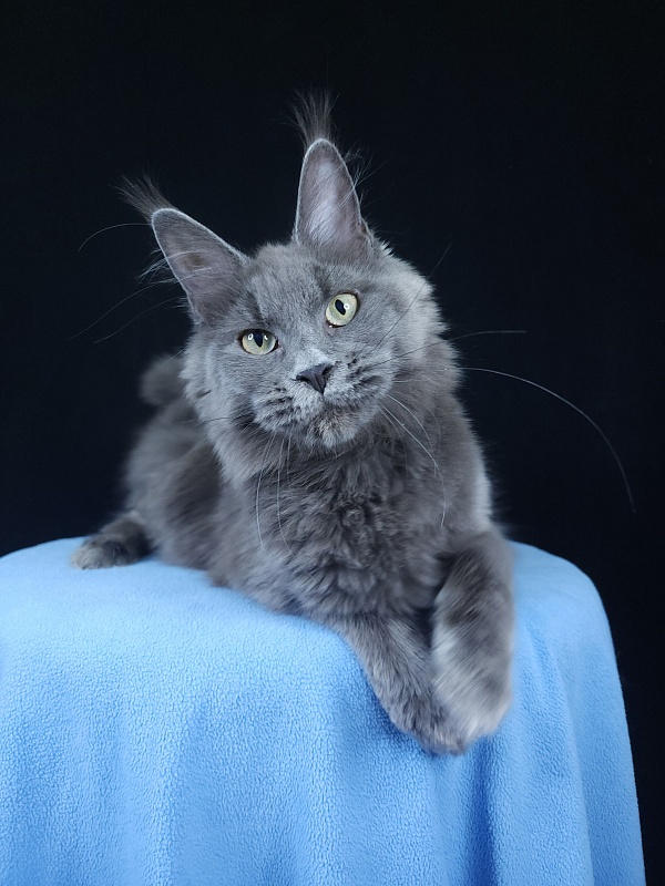 Ganya  Akbars - Kitten maine-coon 6 months 3.5 weeks