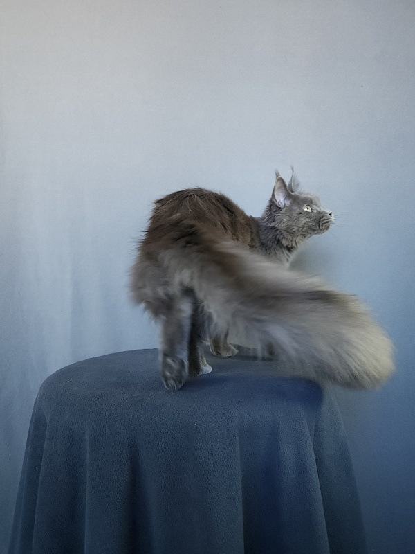 Ganya  Akbars - Junior maine-coon 8 months 1 week