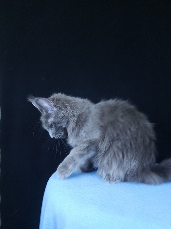 Ganya  Akbars - Kitten maine-coon 6 months 3.5 weeks