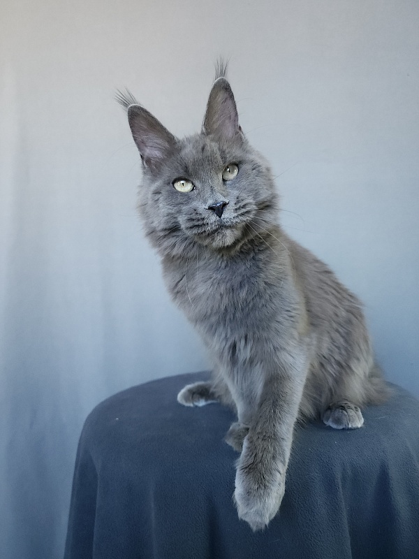 Ganya  Akbars - Junior maine-coon 8 months 1 week