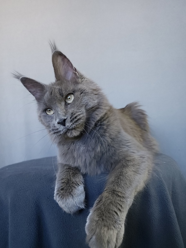 Ganya  Akbars - Junior maine-coon 8 months 1 week