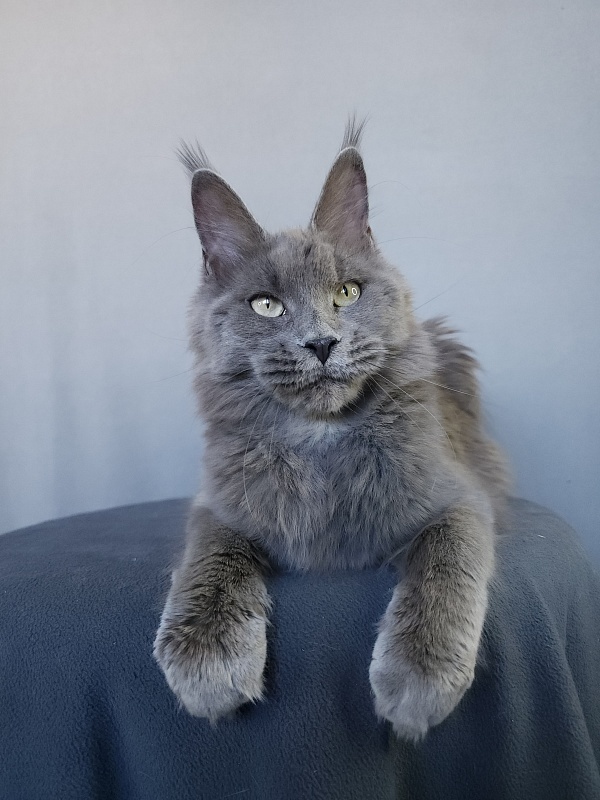 Ganya  Akbars - Junior maine-coon 8 months 1 week