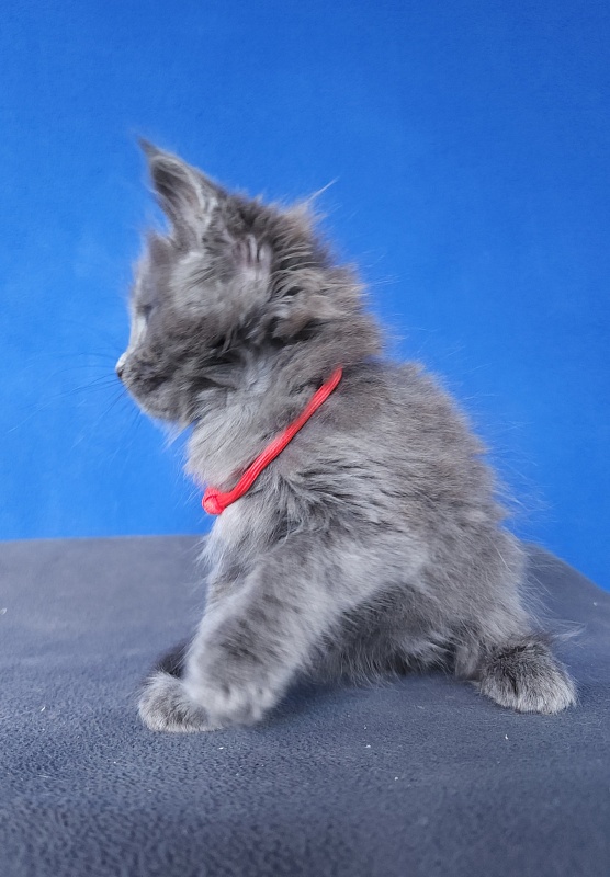 Ganya  Akbars - Kitten maine-coon 1 month